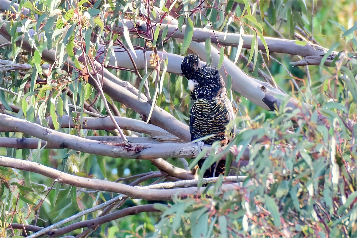 Red-tailed Black-Cockatoo - ML647221364