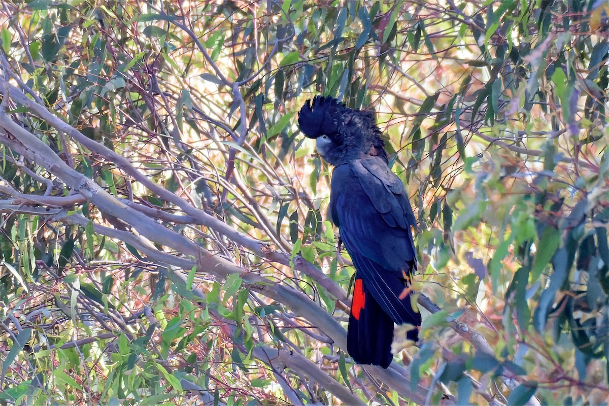 Red-tailed Black-Cockatoo - ML647221365