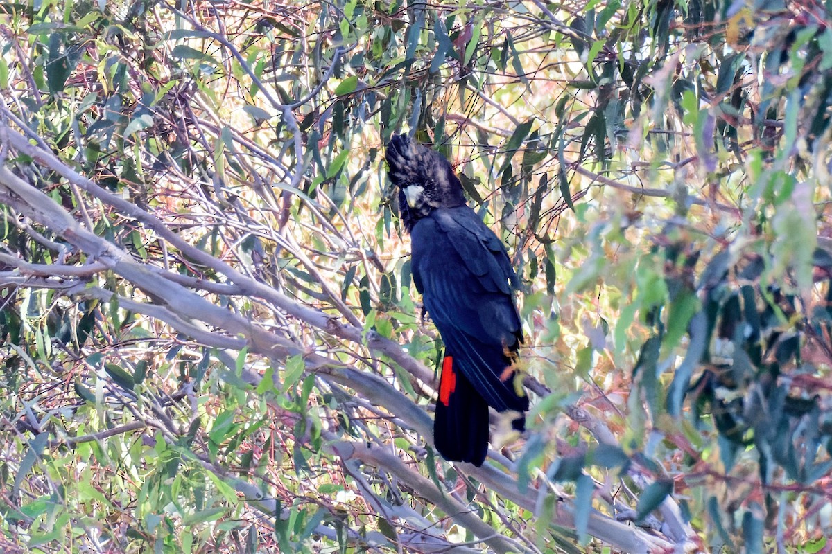 Red-tailed Black-Cockatoo - ML647221366