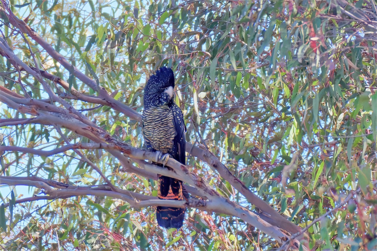 Red-tailed Black-Cockatoo - ML647221367