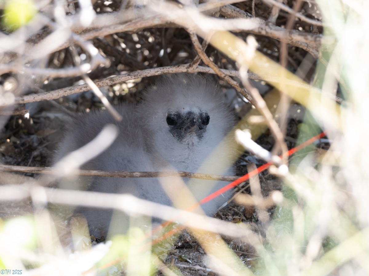 Red-tailed Tropicbird - ML647221368