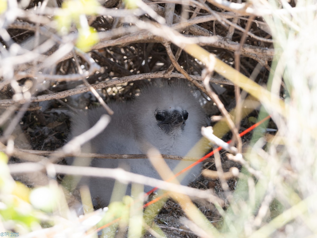 Red-tailed Tropicbird - ML647221369