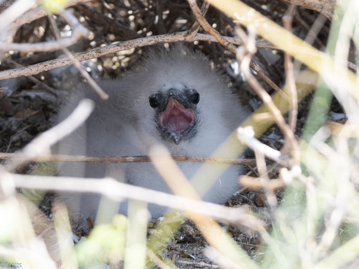 Red-tailed Tropicbird - ML647221370