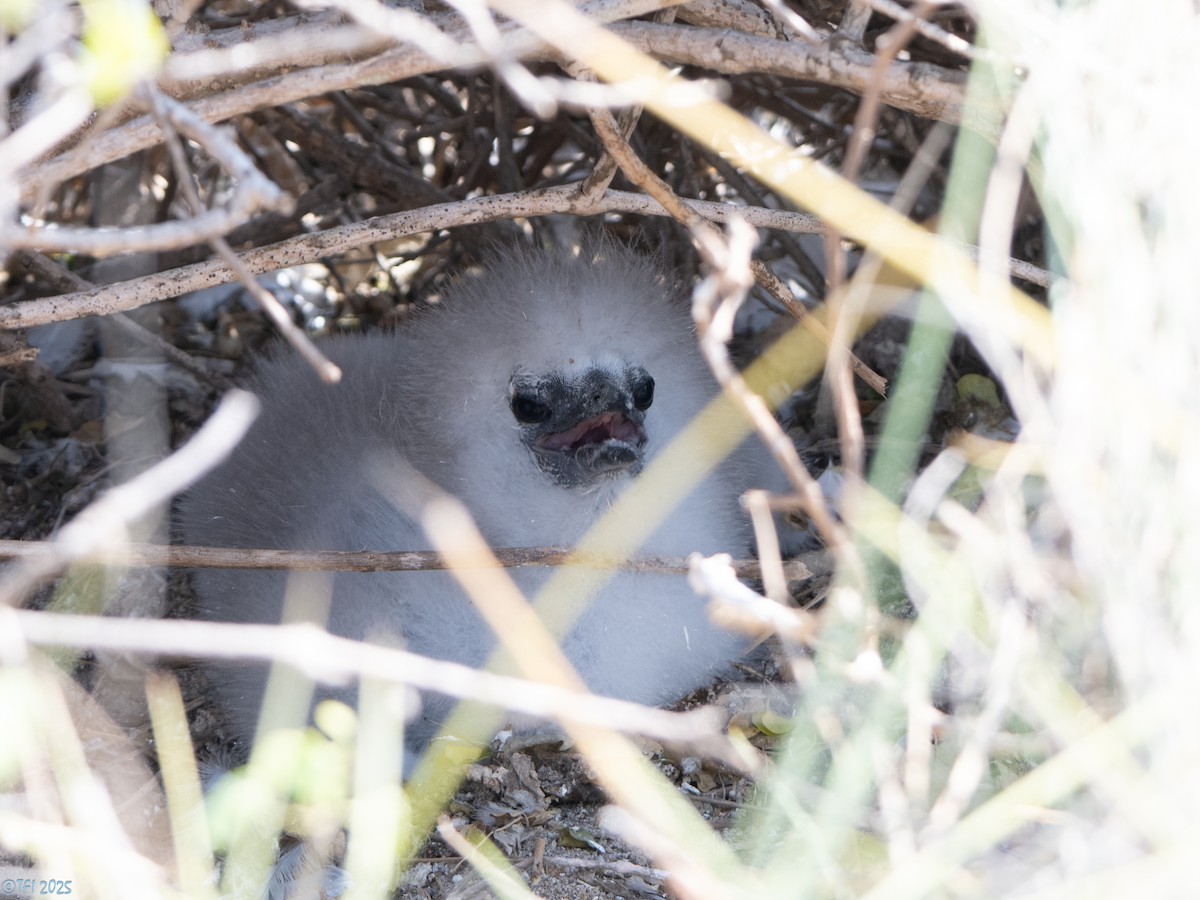 Red-tailed Tropicbird - ML647221371