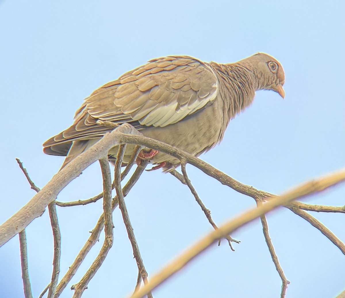 Bare-eyed Pigeon - ML647221373