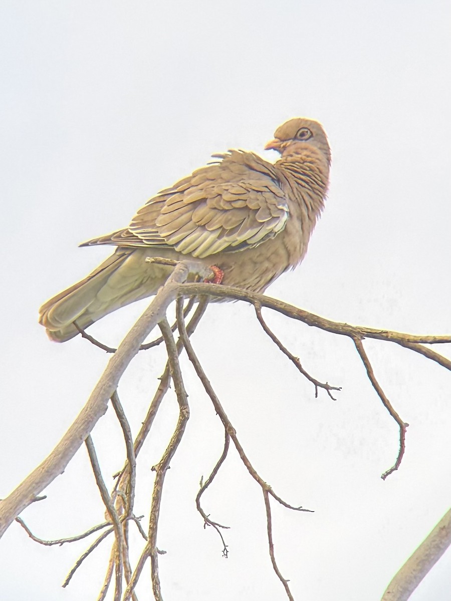 Bare-eyed Pigeon - ML647221374