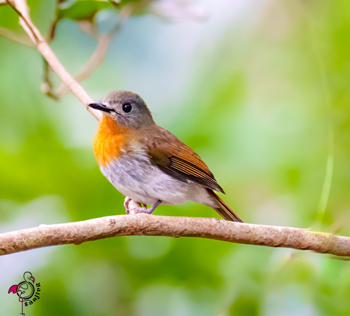 White-bellied Blue Flycatcher - ML647221375