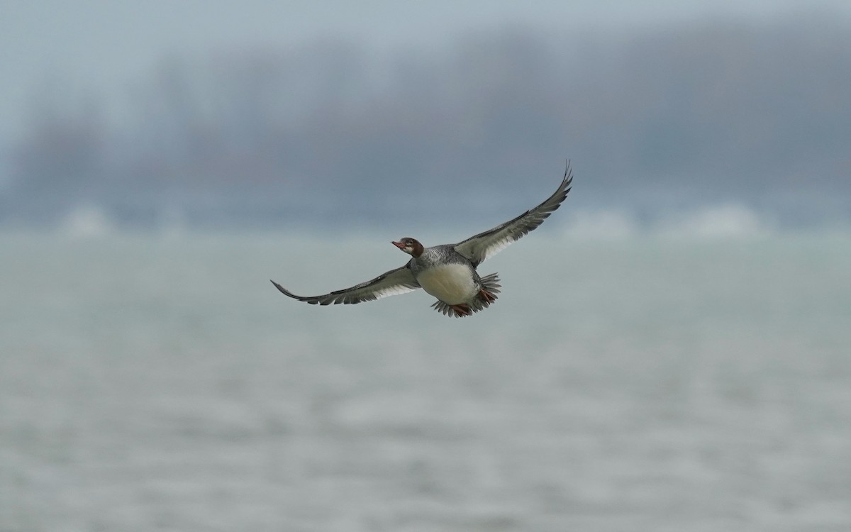 Common Merganser - ML647221376