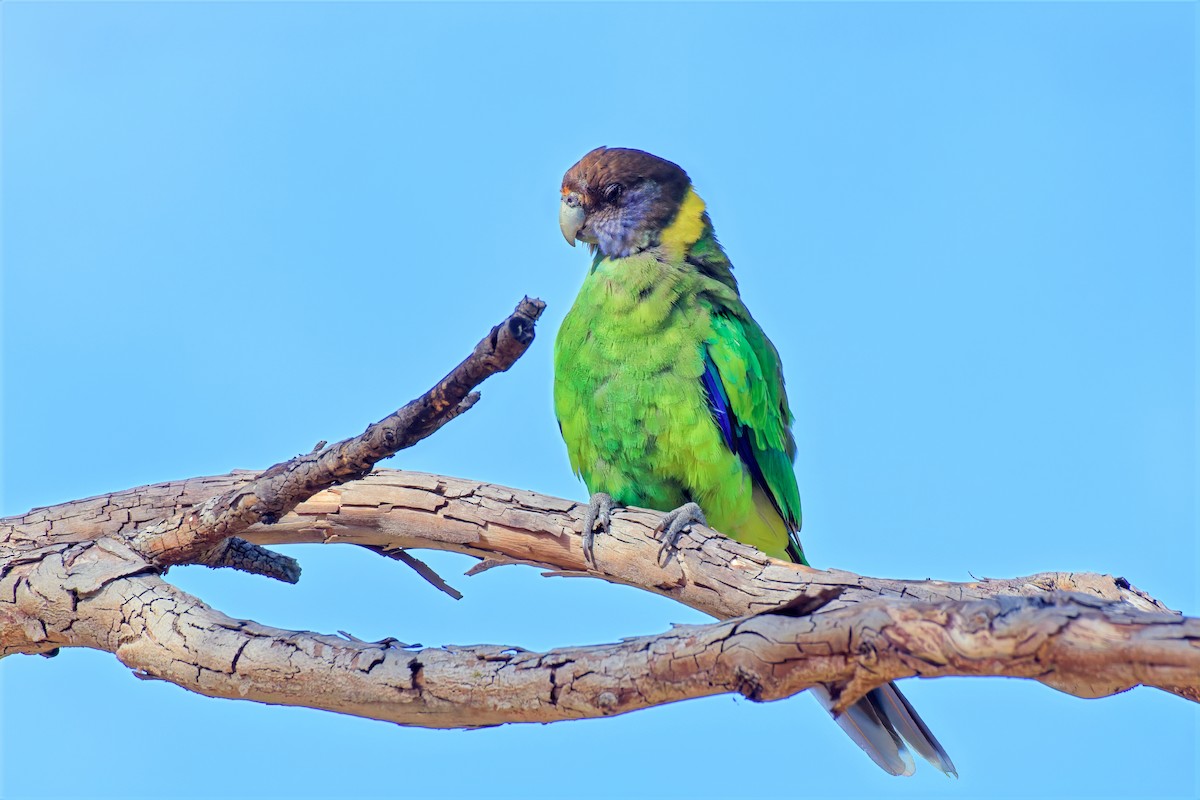 Australian Ringneck (Twenty-eight) - ML647221377