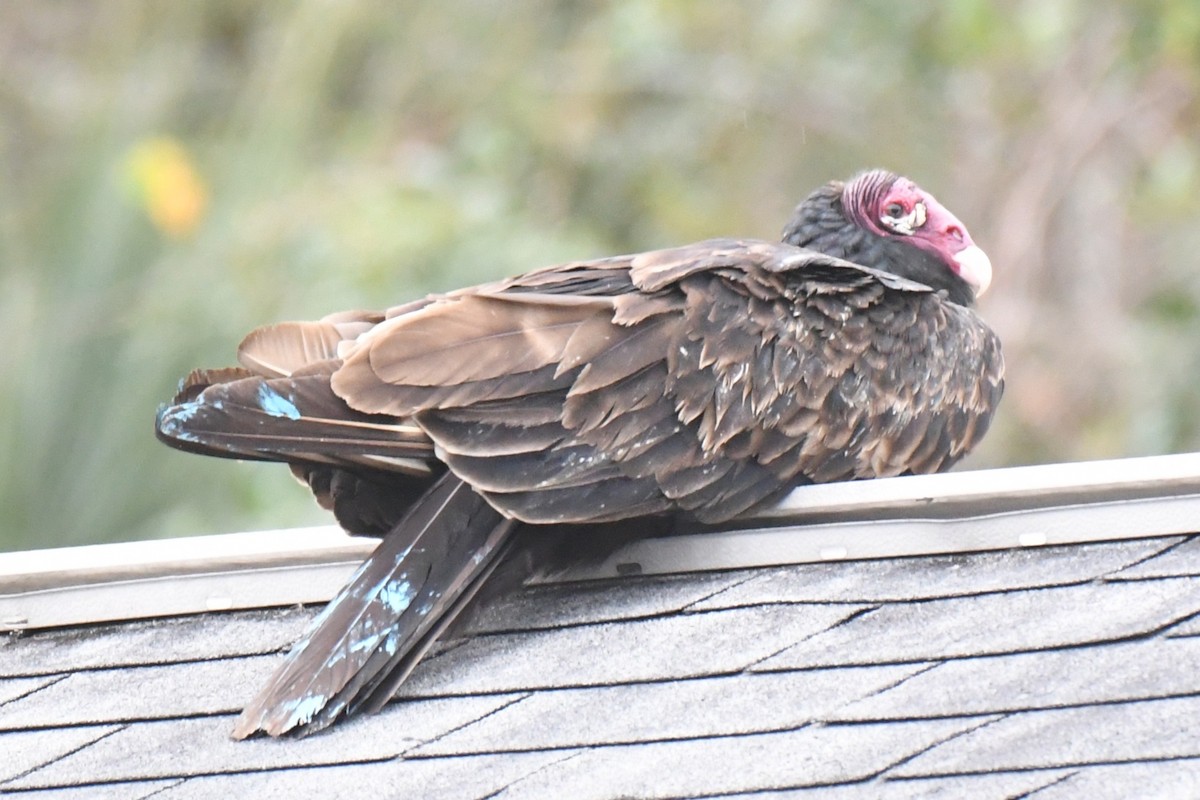 Turkey Vulture - ML647221378