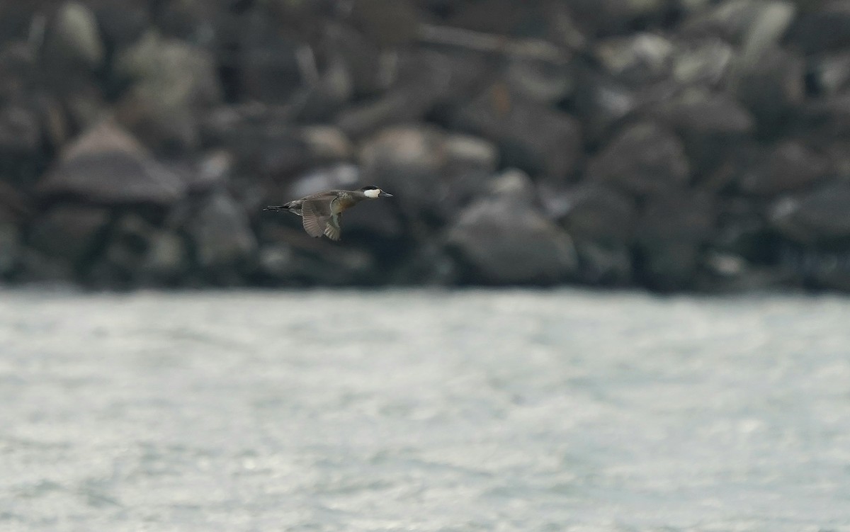 Американская савка - ML647221381