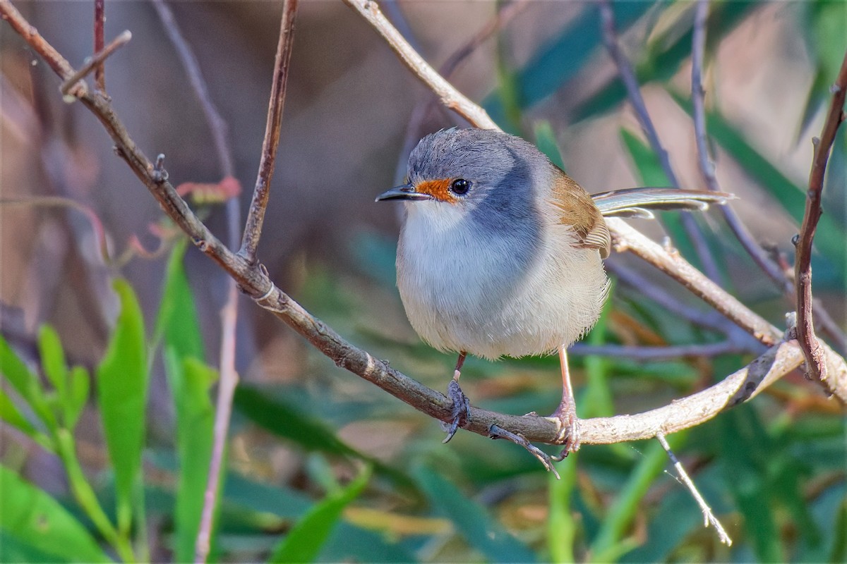 Red-winged Fairywren - ML647221385