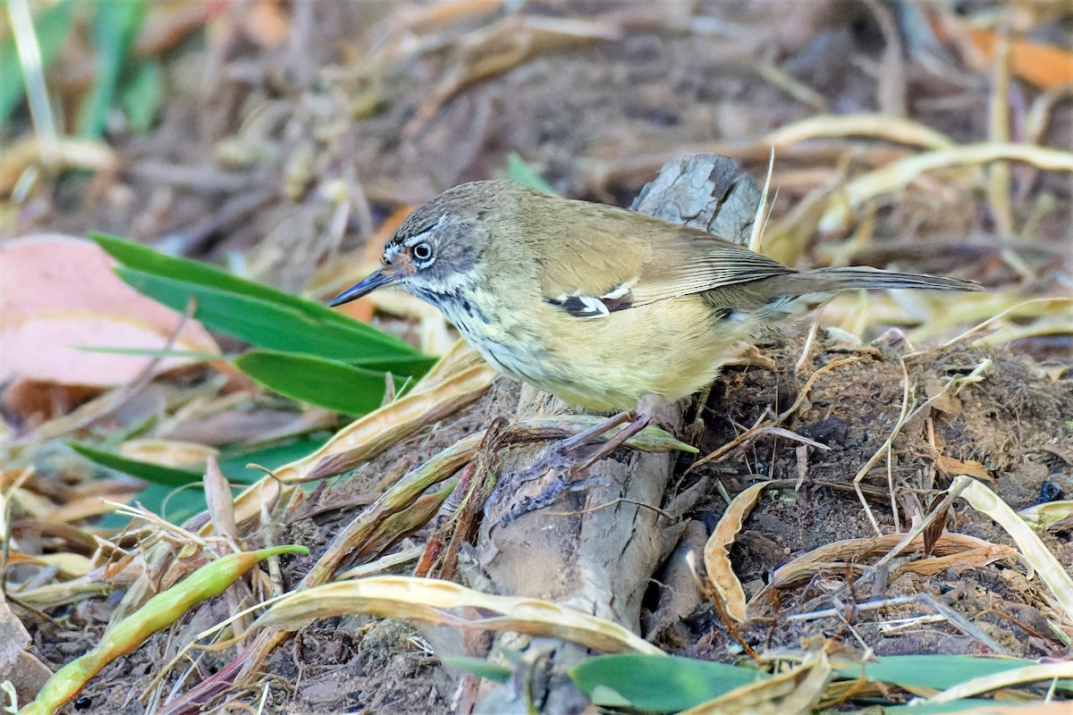 Red-winged Fairywren - ML647221388