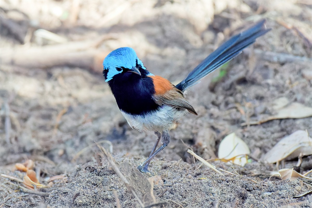 Red-winged Fairywren - ML647221390