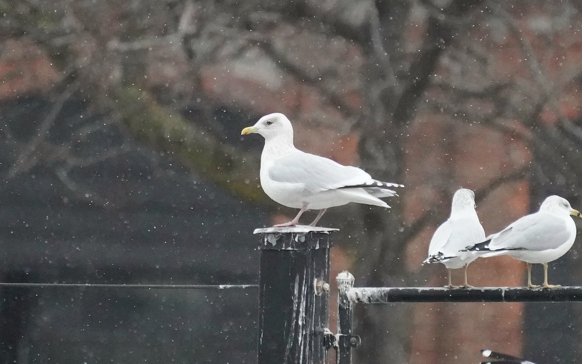 Iceland Gull (Thayer's) - ML647221391