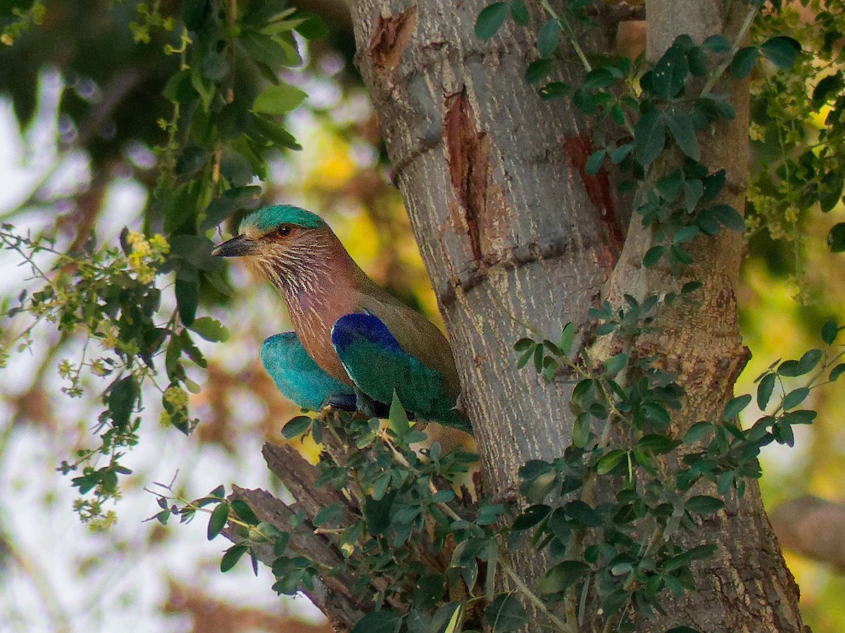Indian Roller - ML647221393