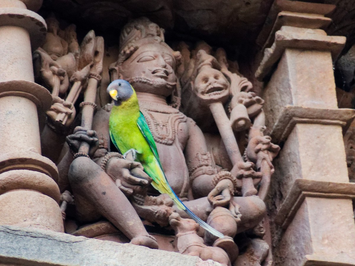 Plum-headed Parakeet - ML647221394