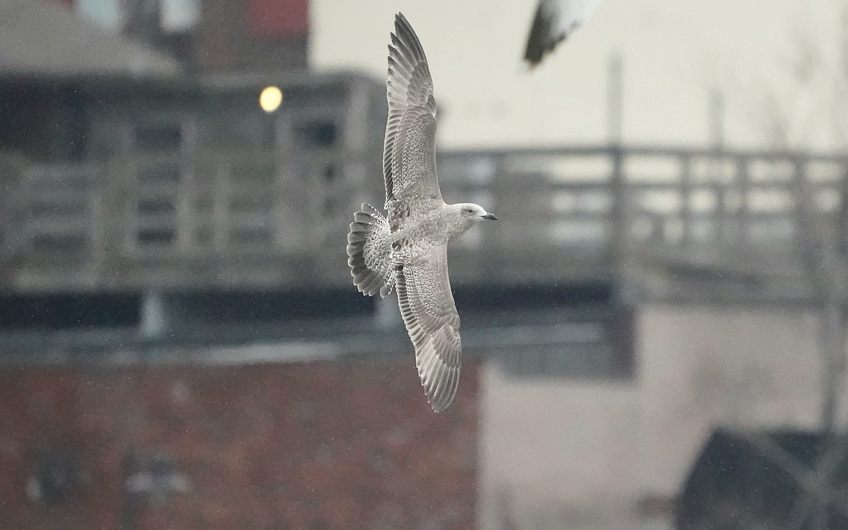 American Herring Gull - ML647221395
