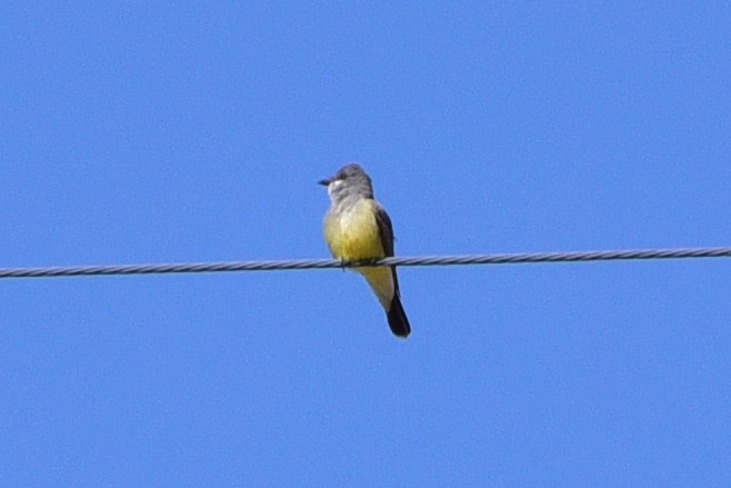 Cassin's Kingbird - ML647221400
