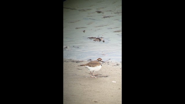 kulík rezavoocasý - ML647221401