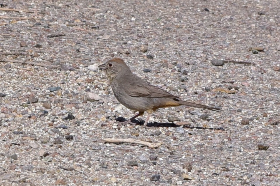 Canyon Towhee - ML647221406