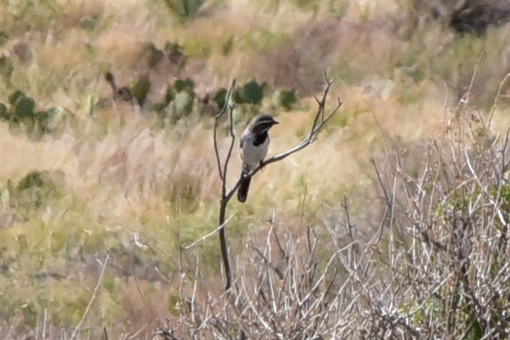Black-throated Sparrow - ML647221412