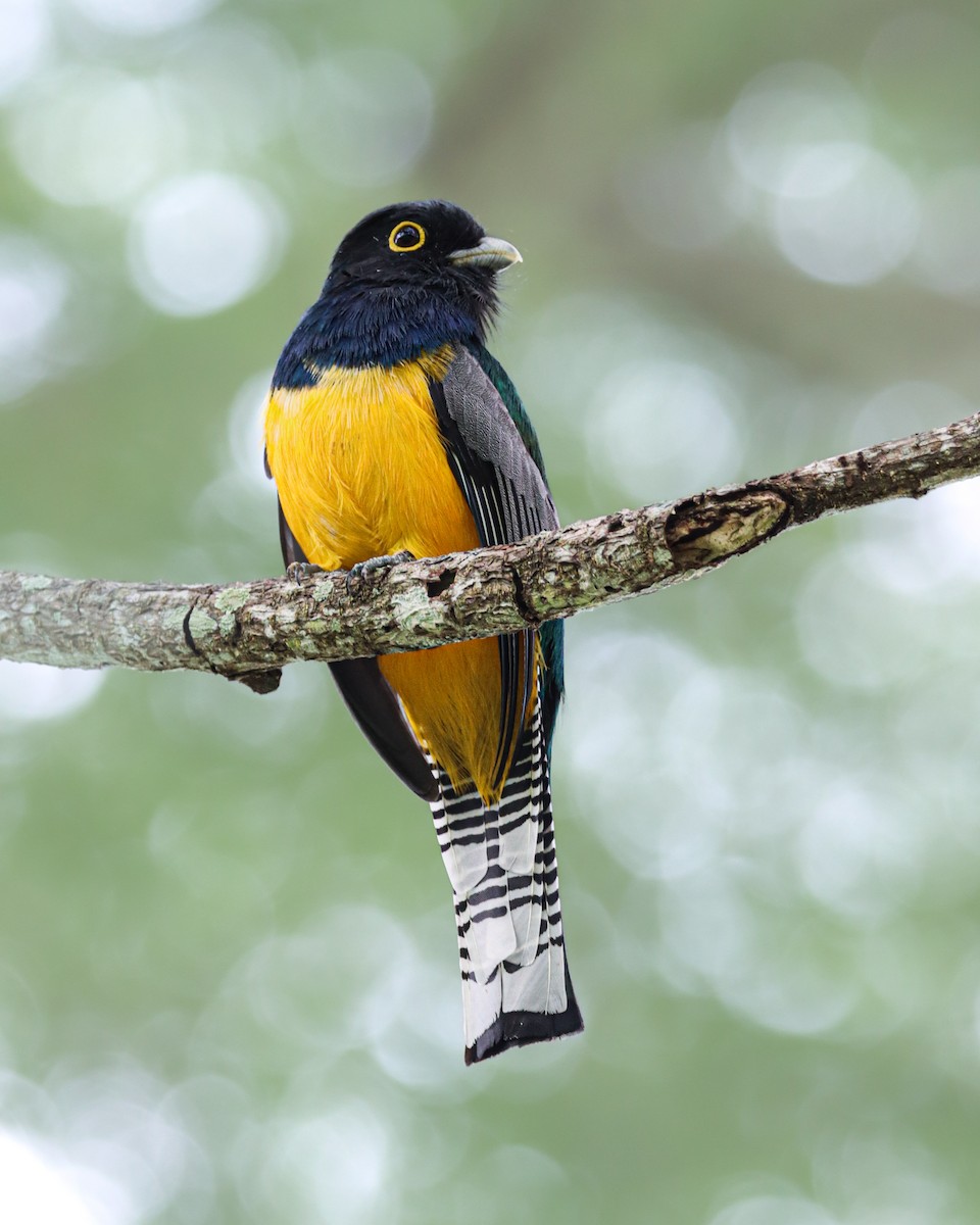 Gartered Violaceous Trogon - ML647221420