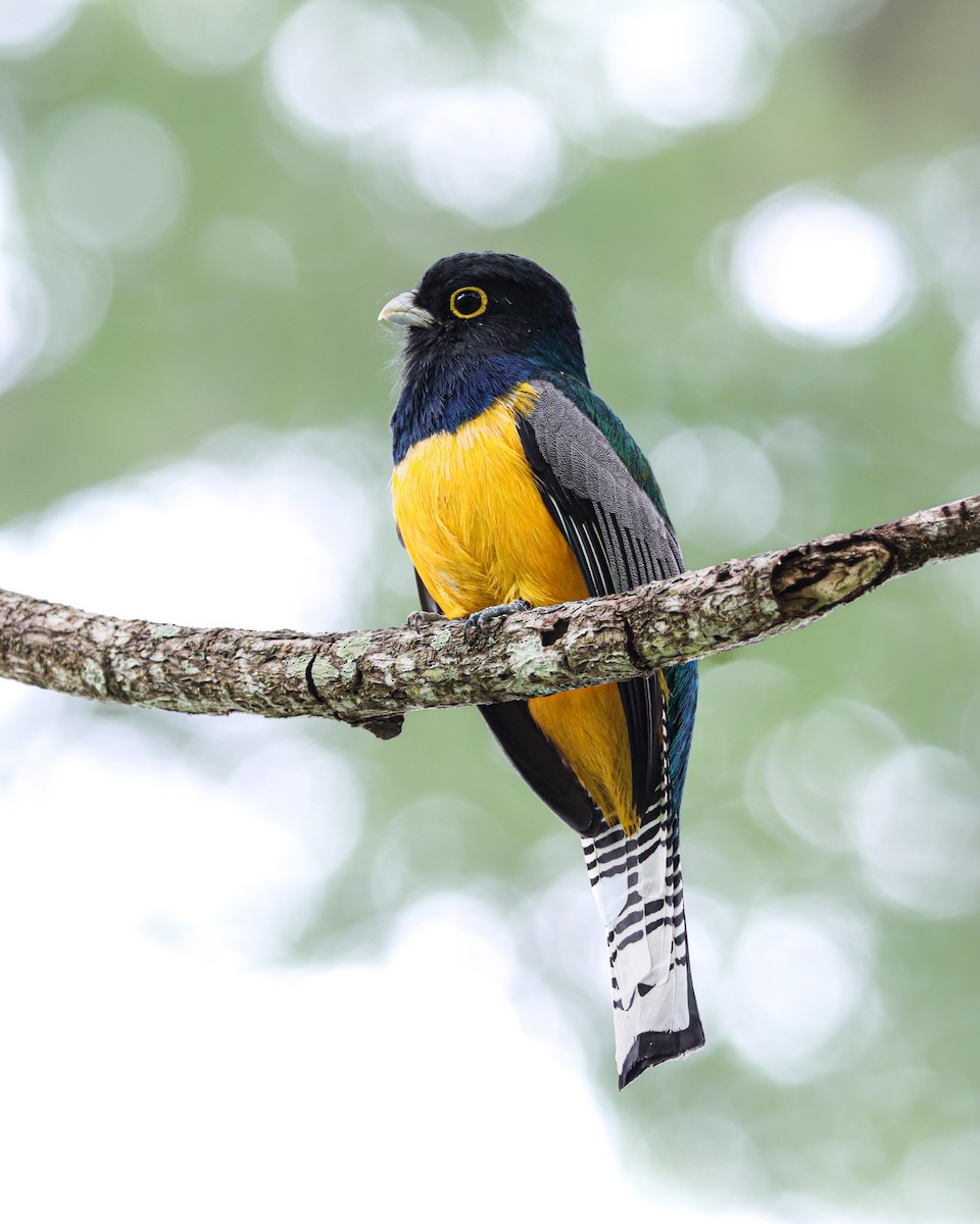 Gartered Violaceous Trogon - ML647221421