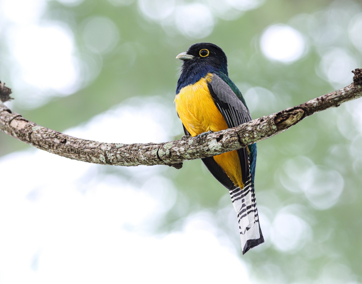 Gartered Violaceous Trogon - ML647221422