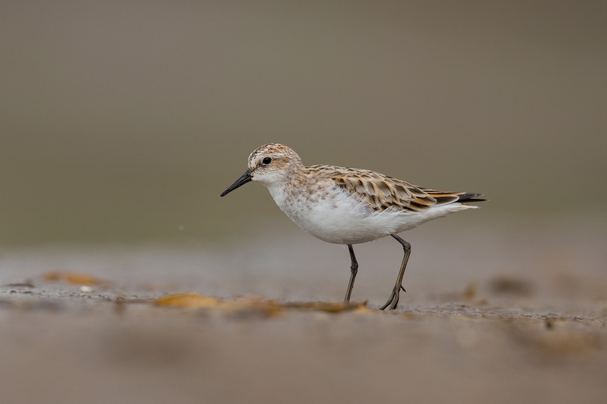 Little Stint - ML647221431