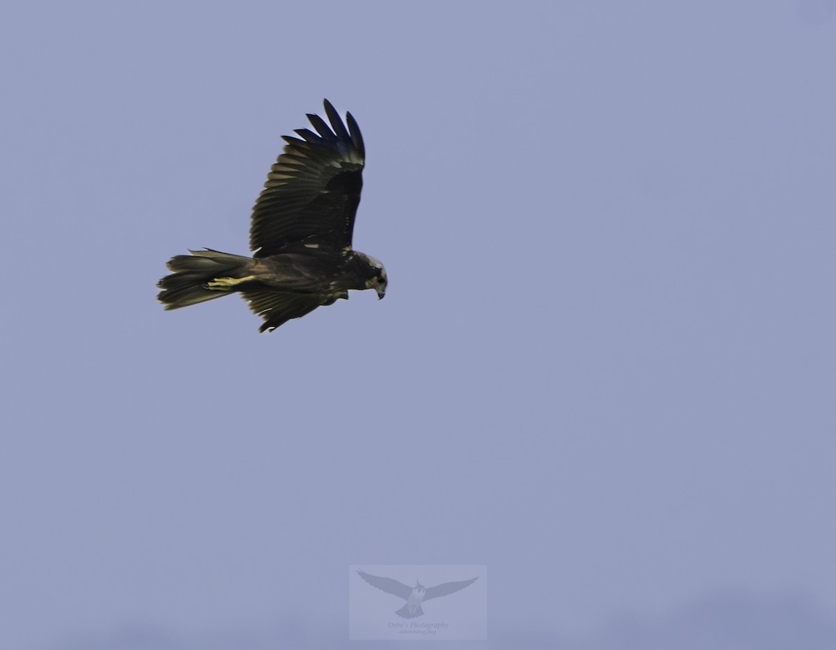 Western Marsh Harrier - Debojyoti Chakraborty