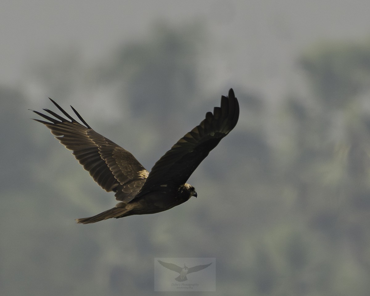 Western Marsh Harrier - Debojyoti Chakraborty