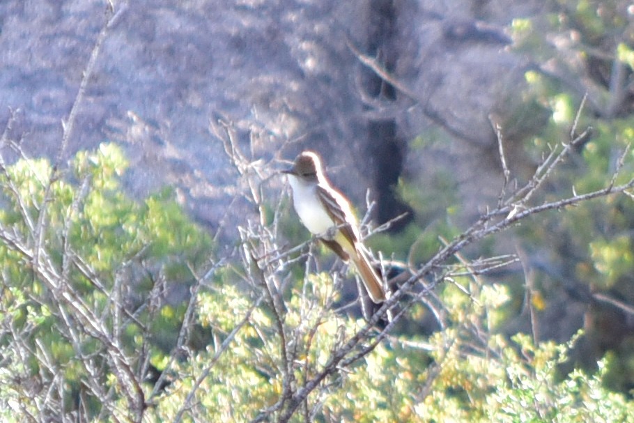 Ash-throated Flycatcher - ML647221435
