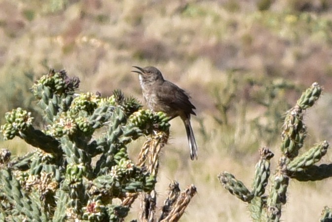Curve-billed Thrasher - ML647221444