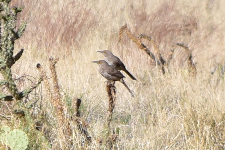 Curve-billed Thrasher - ML647221445