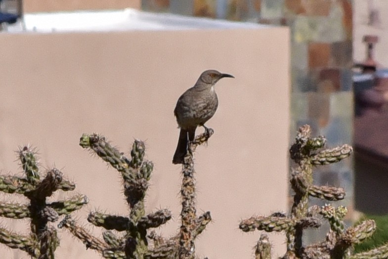 Curve-billed Thrasher - ML647221446