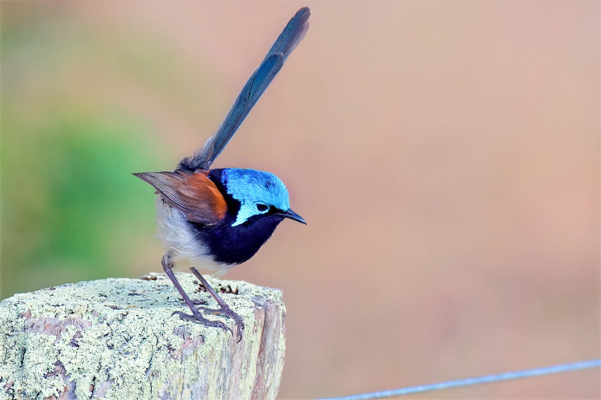 Red-winged Fairywren - ML647221448
