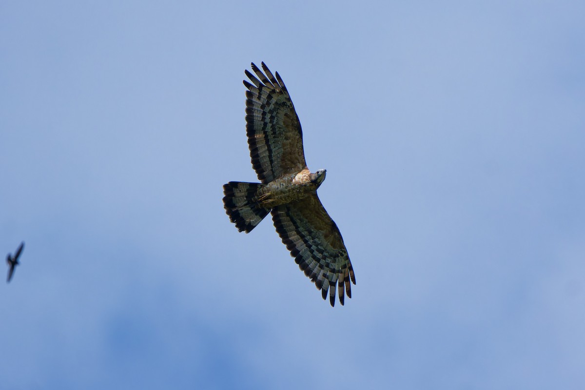 אייה מזרחית - ML647221452