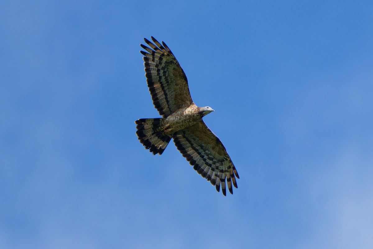 אייה מזרחית - ML647221453