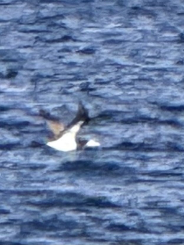 terej žlutonohý - ML647221459