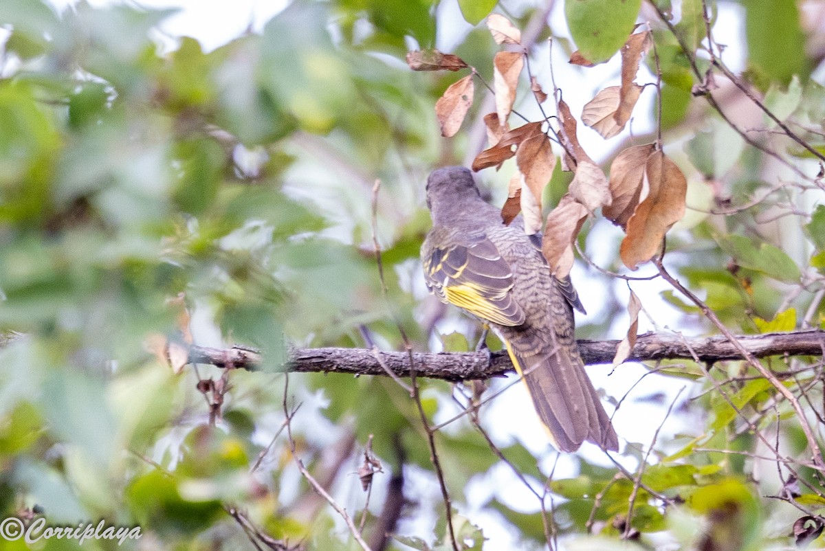 Al Omuzlu Tırtılyiyen - ML647221463