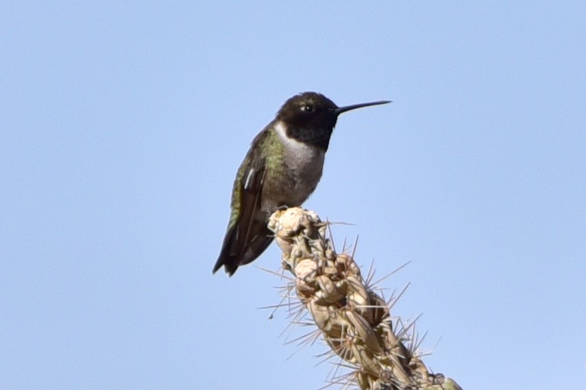 Black-chinned Hummingbird - ML647221496
