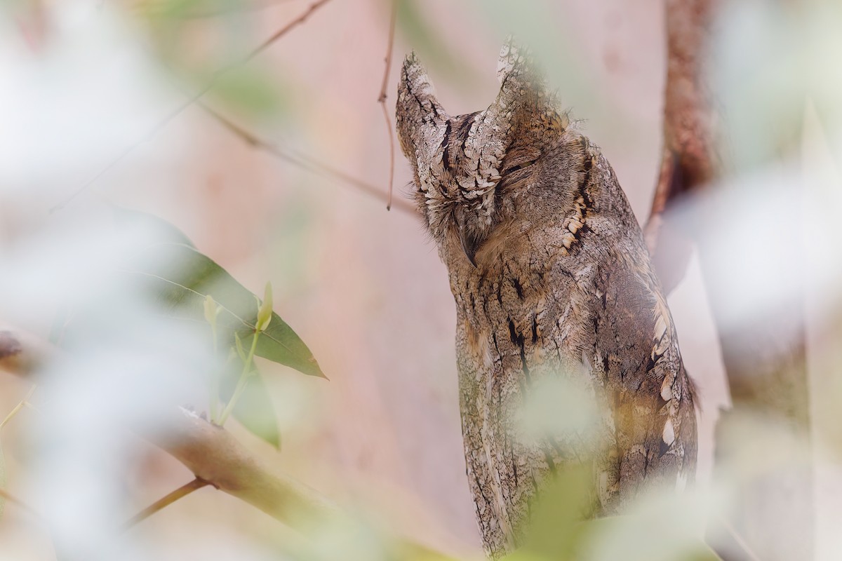 Eurasian Scops-Owl - ML647221499