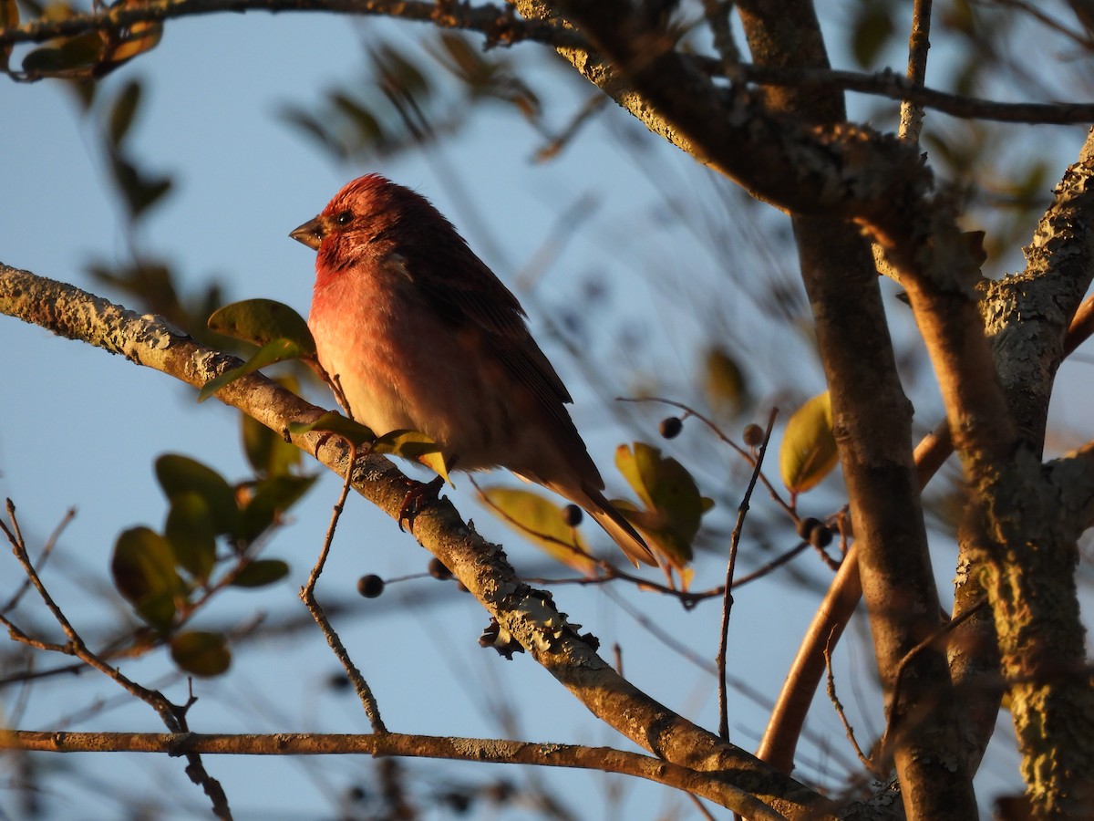 Purple Finch - ML647221507