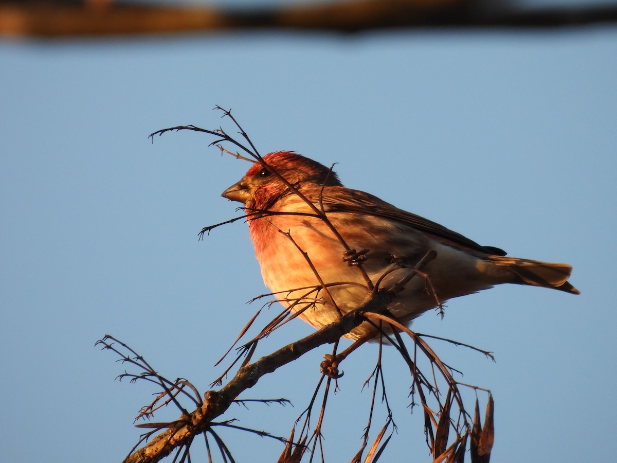 Purple Finch - ML647221508