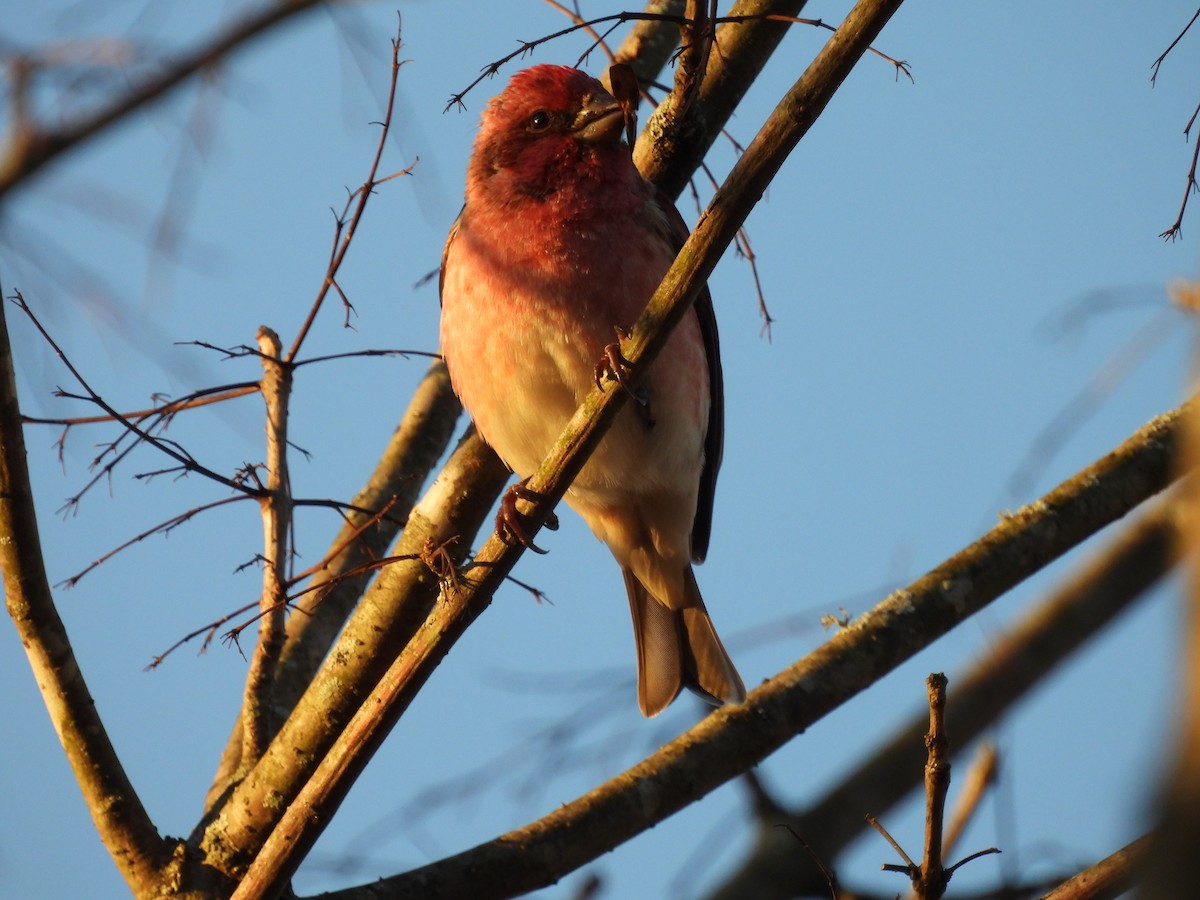 Purple Finch - ML647221509