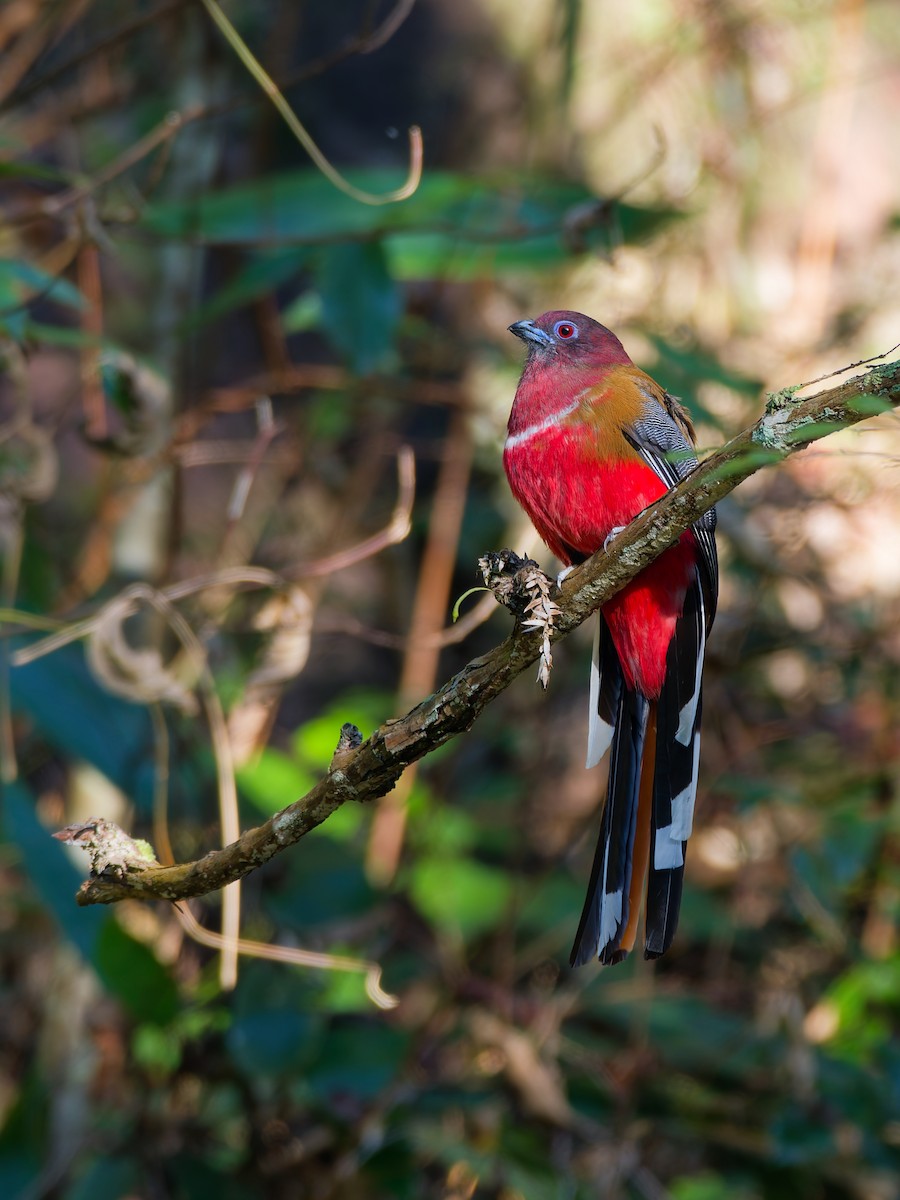 Red-headed Trogon - ML647221510