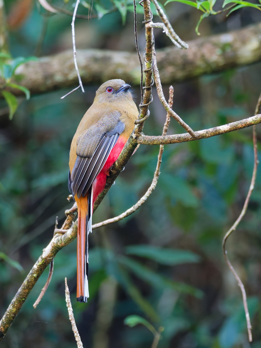 Red-headed Trogon - ML647221511