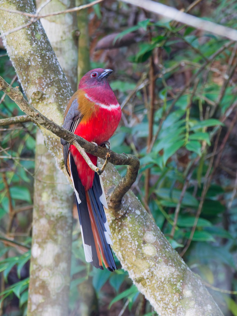 Red-headed Trogon - ML647221512