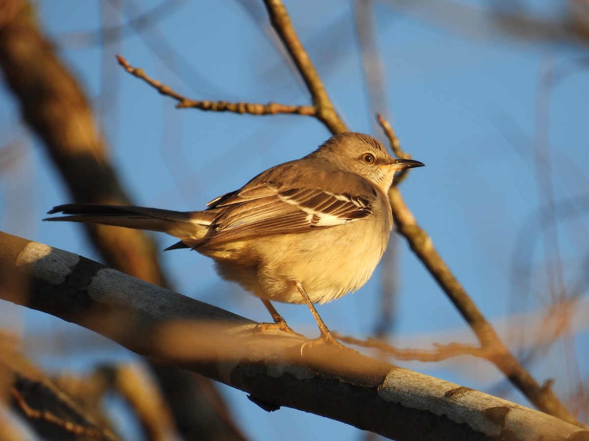 Northern Mockingbird - ML647221518